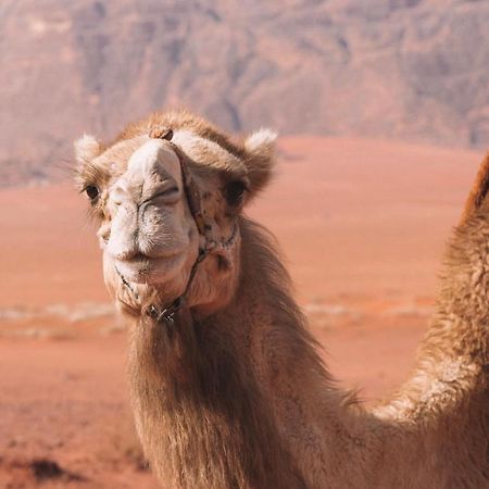 Hidden Wadi Rum Camp Exterior photo