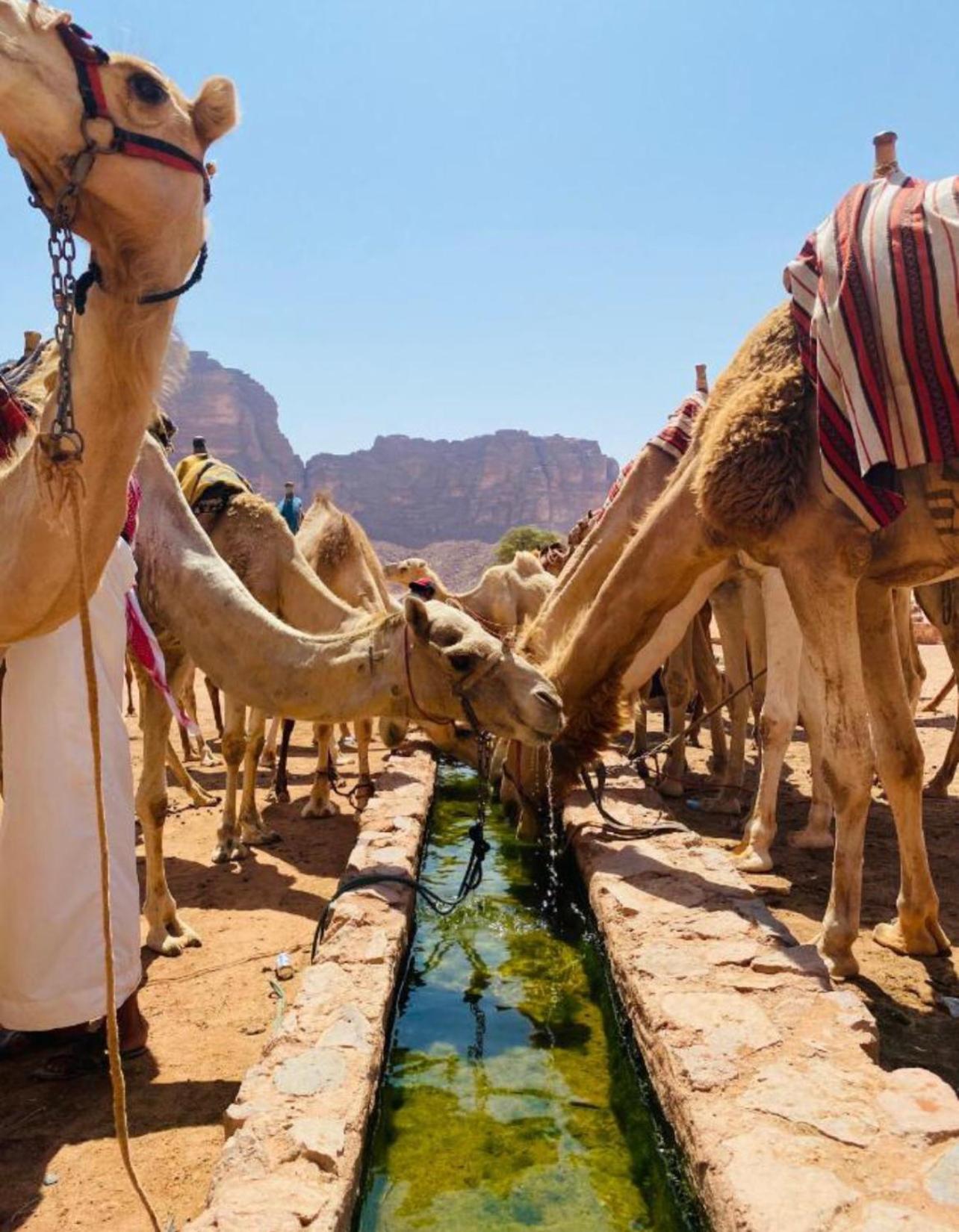 Hidden Wadi Rum Camp Exterior photo